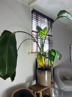 Grote Strelizia plant, exclusief pot, Ophalen, Overige soorten, Halfschaduw, 150 tot 200 cm