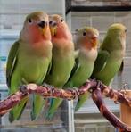 dwergpapegaaien va €15, Meerdere dieren, Dwergpapegaai of Agapornis, Pratend