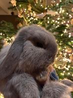 Raszuivere minilops nog twee lieve zujes uit het nest vrij, Dieren en Toebehoren, Konijnen, Meerdere dieren, Dwerg, 0 tot 2 jaar