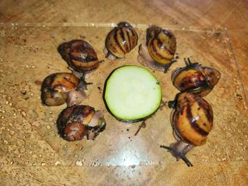 Archachatina marginata ovum  beschikbaar voor biedingen