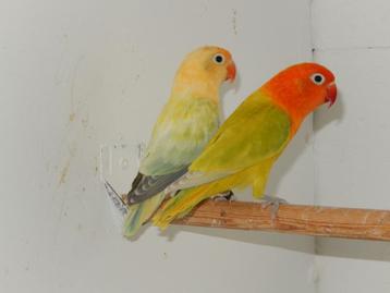 Diluteopaline fischeries beschikbaar voor biedingen