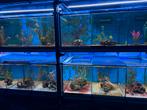 Aquarium stelling bakken, Ophalen, Gebruikt, Leeg aquarium