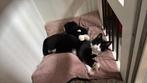 Kater - plek voor onze kater gezocht, Dieren en Toebehoren, Kater, Gechipt, 3 tot 5 jaar