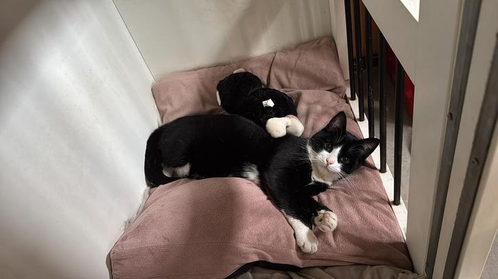 Kater - plek voor onze kater gezocht, Dieren en Toebehoren, Katten en Kittens | Raskatten | Korthaar, Kater, 3 tot 5 jaar, Gechipt