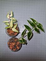 Hoya bella lida + anneke buis, Ophalen of Verzenden, Halfschaduw, Minder dan 100 cm