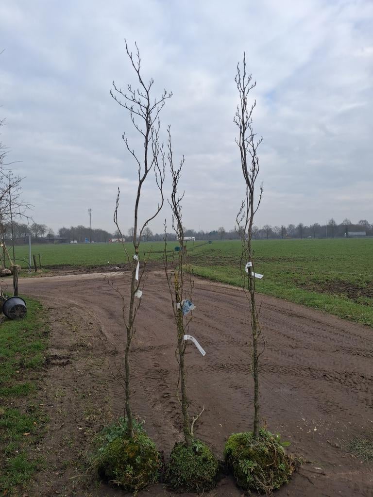 Actie!! Fagus Sylvatica Dawyck Gold Zuilboom €50 pst, Tuin en Terras, Bloeit niet, Ophalen of Verzenden, 250 tot 400 cm, Zuilboom