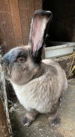 Vlaamse reus Siamees Sable ram, Dieren en Toebehoren, Mannelijk, Groot