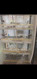 Kooien, Ophalen of Verzenden, Hout, Vogelkooi