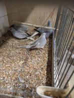 Diamant duifjes, Dieren en Toebehoren, Vogels | Duiven, Meerdere dieren, Overige soorten