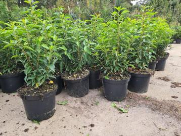 Portugese laurier potgekweekte haagplanten ca. 50 cm beschikbaar voor biedingen