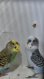 Koppels grasparkieten, Meerdere dieren, Parkiet