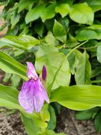 Mooie Roscoea auriculata, Tuin en Terras, Planten | Tuinplanten, Ophalen, Zomer, Volle zon