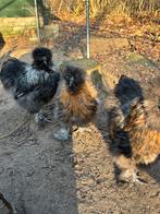Zijdehoen haantjes, Dieren en Toebehoren, Pluimvee, Mannelijk, Kip