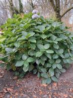 Grote hortensia, Tuin en Terras, Ophalen, Hortensia, Struik, 100 tot 250 cm