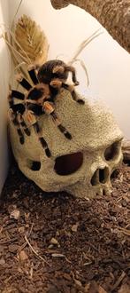 Mexicaanse Roodknie vogelspin, Dieren en Toebehoren, Slang