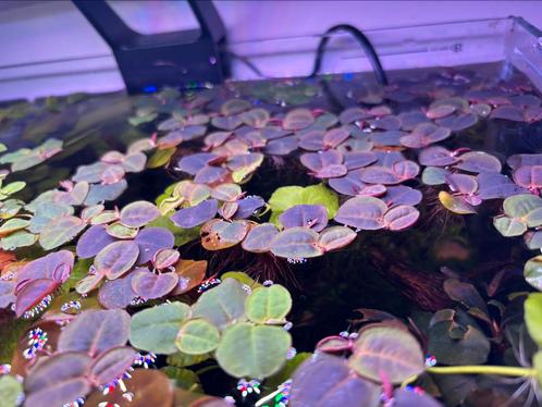 Mooie phyllanthus fluitans drijfplantjes, Dieren en Toebehoren, Vissen | Aquaria en Toebehoren, Nieuw, Plant(en), Steen of Hout