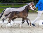 Te koop 1e premie Welsh A hengst veulens, Gechipt, Niet van toepassing, 0 tot 2 jaar, Hengst