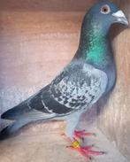 Postduif 100% Gebroeders Janssen., Dieren en Toebehoren, Vogels | Duiven, Mannelijk, Postduif