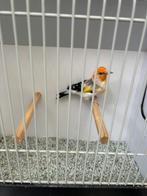Putter agaat witkop, Mannelijk, Wildzangvogel, Geringd