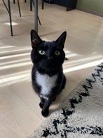 Liefdevol baasje gezocht voor Balou, Dieren en Toebehoren, Kater