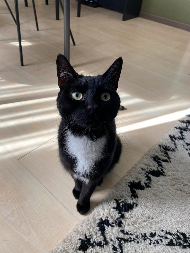 Liefdevol baasje gezocht voor Balou, Dieren en Toebehoren, Katten en Kittens | Overige Katten, Kater