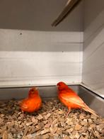 Koppel rode kanaries, Dieren en Toebehoren, Meerdere dieren, Kleurkanarie