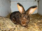 Twee Deilenaar konijnen te koop, Dieren en Toebehoren, Konijnen, Mannelijk, Middelgroot, 0 tot 2 jaar