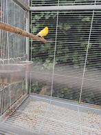 Kanarie pop van 2025, Vrouwelijk