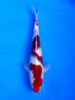 HQ Jumbo Tosai van Izumiya | Koikarpers  | Tosai vissen, Karper of Koi