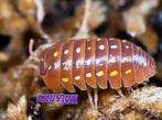 Armadillidium frontetriangulum Orange isopods / pissebedden, Overige soorten