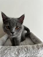 Britse Korthaar (2 broers), Dieren en Toebehoren, Katten en Kittens | Raskatten | Korthaar, Poes, Ontwormd