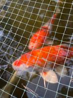 Koi Karpers 3 stuks, Dieren en Toebehoren, Vissen | Vijvervissen, Karper of Koi