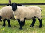 Te koop stamboek Suffolk schapen, Dieren en Toebehoren, Meerdere dieren, Schaap