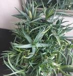 Bio luchtzuiver Aloe Vera makkelijke kamerplant gel gezond, Huis en Inrichting, Kamerplanten, Vetplant, In pot, Minder dan 100 cm