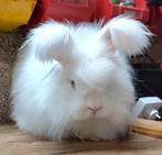 Te koop angorakonijn., Mannelijk