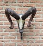 Grote Moeflon Schedel van NP de Hoge Veluwe Jacht Mancave 69, Ophalen, Gebruikt, Wild dier, Schedel
