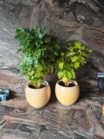 Koffieplant koffie plant met pot, Huis en Inrichting, Kamerplanten, Ophalen, Halfschaduw, Minder dan 100 cm