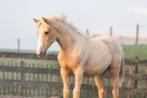 Uniek gekleurde jonge pony grote D-maat, Merrie, 0 tot 2 jaar, Gechipt, Onbeleerd