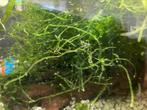 Javamos voor in het aquarium, Ophalen of Verzenden, Zo goed als nieuw, Leeg aquarium