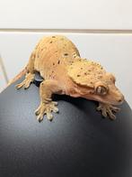 Wimpergekko vrouw, Dieren en Toebehoren