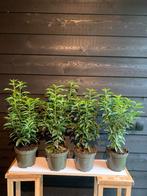 Portugese Laurier - Haagplant in Pot, Ophalen, Laurier, Haag, Minder dan 100 cm