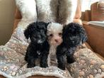 Lieve Toypoedel puppy’s, Dieren en Toebehoren, Honden | Chihuahua's en Gezelschapshonden, Poedel, Rabiës (hondsdolheid), 8 tot 15 weken