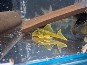 L200 green phantom pleco  beschikbaar voor biedingen