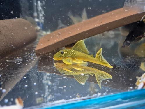 L200 green phantom pleco, Dieren en Toebehoren, Vissen | Aquariumvissen, Zoetwatervis, Vis