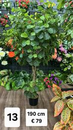 Diverse Kunstplanten - Bekijk de foto's!, Overige soorten, In pot, 150 tot 200 cm, Groene kamerplant