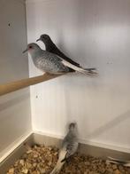 Div diamantduifjes, Dieren en Toebehoren, Vogels | Overige Vogels, Meerdere dieren