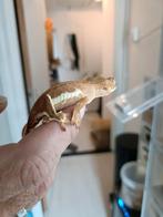 Wimpergekko van 28-9-24 (mami5), Dieren en Toebehoren, Reptielen en Amfibieën, Hagedis