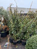 Supergrote hedra vind u niet snel eiglijk gelijk dicht, Ophalen, Vaste plant, Bloeit niet, Halfschaduw