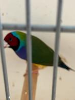 Diverse koppels gouldamadines, Meerdere dieren, Tropenvogel