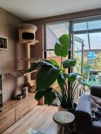 Grote Strelitzia - Paradijsvogelplant, Huis en Inrichting, Kamerplanten, Ophalen